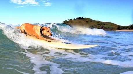spiagge cani dog friendly pet animali vacanza mare spiaggia italia sud nord centro luoghi da vedere visitare cose da fare (4)
