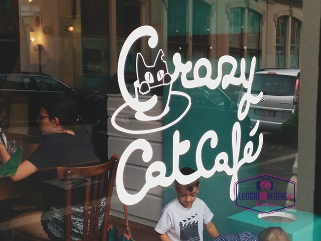 Crazy Cat Café: il bar dei gatti a Milano