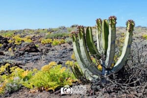 Punta de Teno: come arrivare e cosa vedere nel punto più occidentale di Tenerife