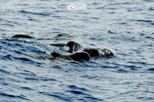Avvistamento cetacei a Tenerife: dove e quando vedere balene e delfini a Tenerife